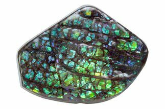 Flashy Ammolite (Fossil Ammonite Shell) - Greens & Blues #378468