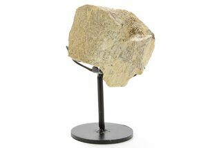 Fossil Hadrosaur Metatarsal Section w/ Metal Stand - South Dakota #378562