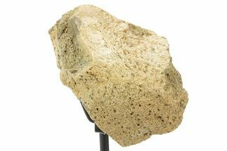 Fossil Triceratops Vertebra Section w/ Metal Stand - South Dakota #378574