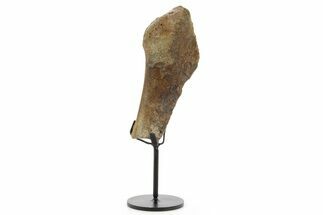Fossil Hadrosaur Vertebra Section w/ Metal Stand - South Dakota #378577