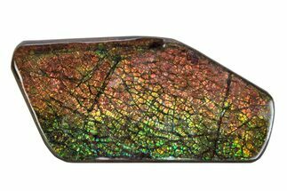Flashy Ammolite (Fossil Ammonite Shell) - Rainbow Colored #378478