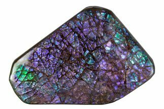 Flashy Ammolite (Fossil Ammonite Shell) - Brilliant Purples #378487