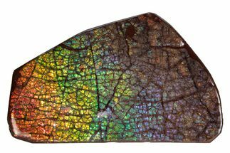 Flashy Ammolite (Fossil Ammonite Shell) - Rainbow Colored #378506
