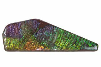 Flashy Ammolite (Fossil Ammonite Shell) - Greens & Purples #378512
