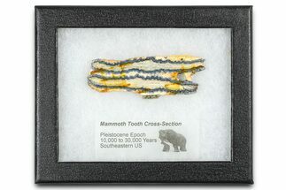 Mammoth Molar Slice With Case - South Carolina #377750