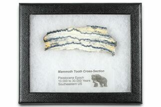 Mammoth Molar Slice With Case - South Carolina #377761