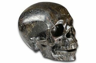 Realistic, Dark Coquina Stone Skull #378650
