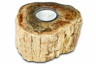 Polished Petrified Wood Candle Holder - Madagascar #378682