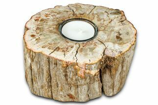 Polished Petrified Wood Candle Holder - Madagascar #378684