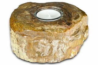 Polished Petrified Wood Candle Holder - Madagascar #378686