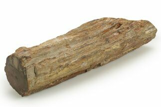 Triassic-Age Petrified Wood Log - Madagascar #378891