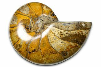 Polished Fossil Nautilus (Cymatoceras) - Madagascar #378970
