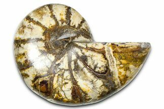 Polished Fossil Nautilus (Cymatoceras) - Madagascar #378977