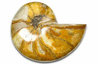 Polished Fossil Nautilus (Cymatoceras) - Madagascar #378978