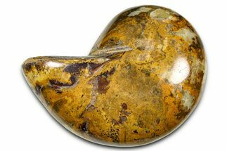 Polished Fossil Nautilus (Cymatoceras) - Madagascar #378979