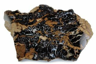 Polished Petrified Shrinkwood Slab - Parker, Colorado #378115