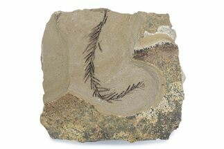 Dawn Redwood (Metasequoia) Fossil - Montana #378234