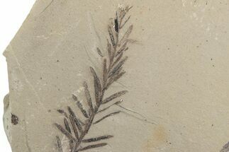 Dawn Redwood (Metasequoia) Fossil - Montana #378235