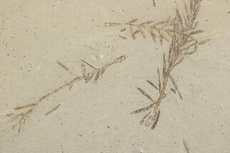 Shale With Dawn Redwood (Metasequoia) Fossils - Montana #378259
