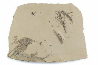 Shale With Dawn Redwood (Metasequoia) Fossils - Montana #378292