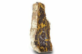 Freestanding Polished Petrified Shrinkwood - Parker, Colorado #378003