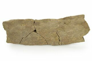 Hadrosaur (Edmontosaurus) Rib Section - Wyoming #378379