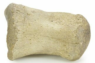 Fossil Hadrosaur (Edmontosaurus) Phalanx (Toe) Bone - Montana #378404