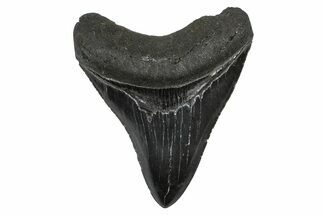 Serrated, Fossil Megalodon Tooth - North Carolina #378098