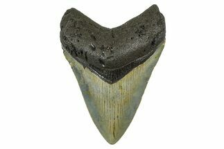 Serrated, Fossil Megalodon Tooth - North Carolina #378102