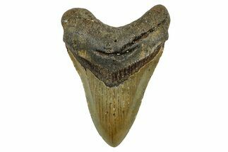 Fossil Megalodon Tooth - North Carolina #378107