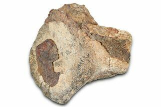 Fossil Dinosaur (Tenontosaurus) Vertebra Bone Section - Montana #378207