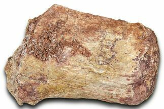 Fossil Dinosaur (Tenontosaurus) Vertebra Bone Section - Montana #378210