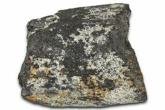 Ornithischian Dinosaur (Camptosaurus) Fibula Section - Wyoming #378317