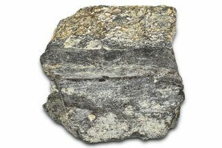 Ornithischian Dinosaur (Camptosaurus) Rib Section - Wyoming #378319