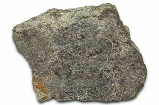 Ornithischian Dinosaur (Camptosaurus) Rib Section - Wyoming #378322