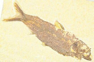 Detailed Fossil Fish (Knightia) - Wyoming #379306