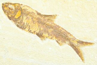 Detailed Fossil Fish (Knightia) - Wyoming #379309