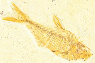 Detailed Fossil Fish (Diplomystus) - Wyoming #379317