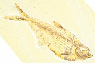 Detailed Fossil Fish (Diplomystus) - Wyoming #379320