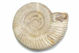 Polished Jurassic Ammonite (Perisphinctes) - Madagascar #378946