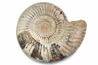 Polished Jurassic Ammonite (Perisphinctes) - Madagascar #378958
