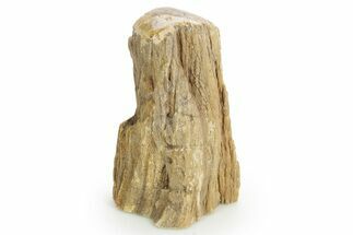 Triassic-Age Petrified Wood Log - Madagascar #379254
