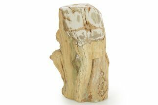 Triassic-Age Petrified Wood Log - Madagascar #379257