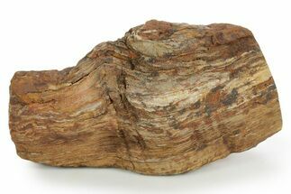 Triassic-Age Petrified Wood Log - Madagascar #379261