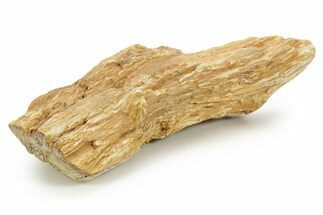 Triassic-Age Petrified Wood Log - Madagascar #379276