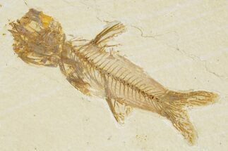 Detailed Fossil Fish (Amphiplaga) - Uncommon Species #379342