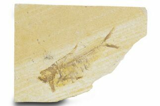 Bargain, Fossil Fish (Diplomystus) - Wyoming #379354