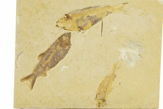 Plate With Three Fossil Fish (Knightia) - Wyoming #379356