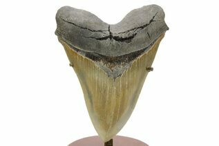Fossil Shark Teeth For Sale