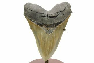Giant Fossil Megalodon Tooth - Sharply Serrated! #379381